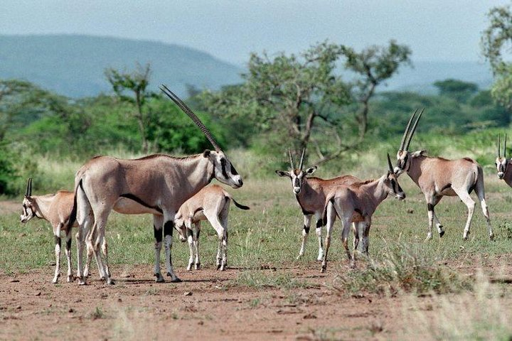 Awash National Park 2days 1night - Photo 1 of 9