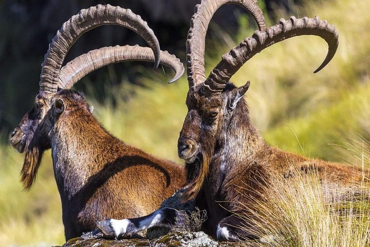 Best Of Ethiopia 15days - Photo 1 of 25