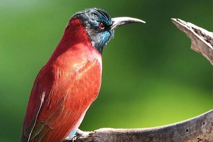 ETHIOPIA BIRDWATCHING— 10 Days  - Photo 1 of 23