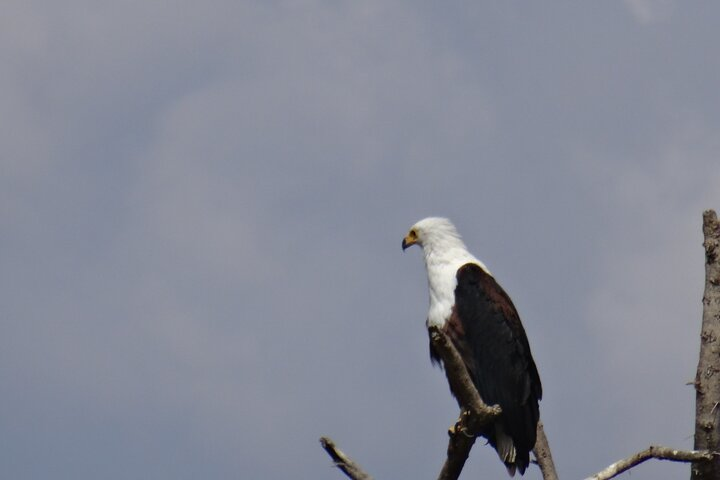 African fish Agle