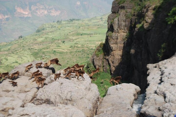 Nature & Historical day trip to Debrelibanos and the beautiful Jemma valley  - Photo 1 of 3