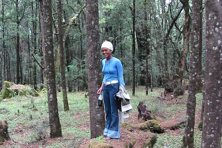 Exploring the forest trails