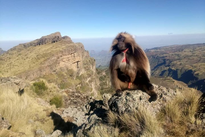 Geladas in Simien Mountains National Park, Ethiopia