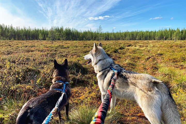 A Day At Wolfland - Private Tour - Photo 1 of 11