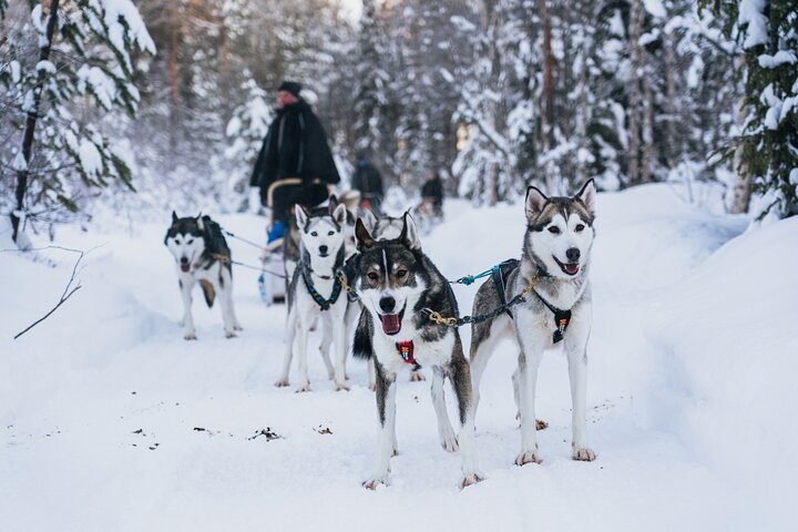 Apukka Husky Adventure Tour in Rovaniemi - Photo 1 of 9