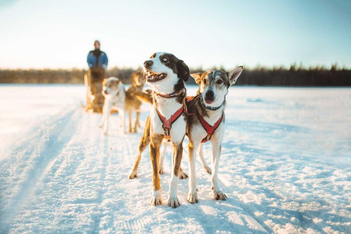 Apukka Husky Adventure Tour in Rovaniemi - Photo 1 of 11