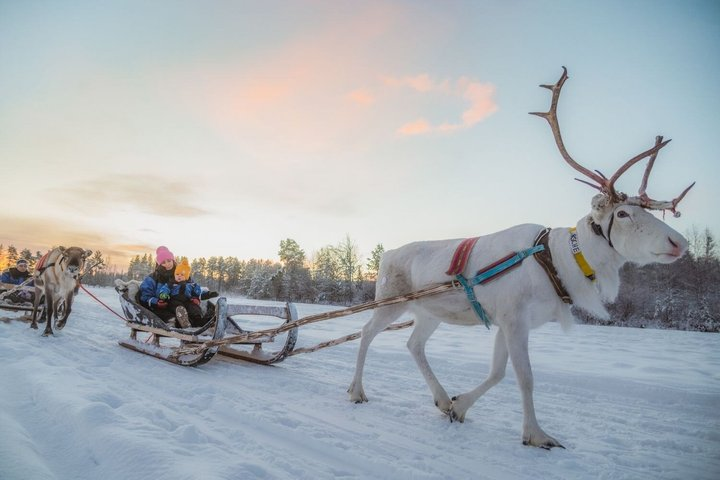 Apukka Reindeer Journey - Photo 1 of 10