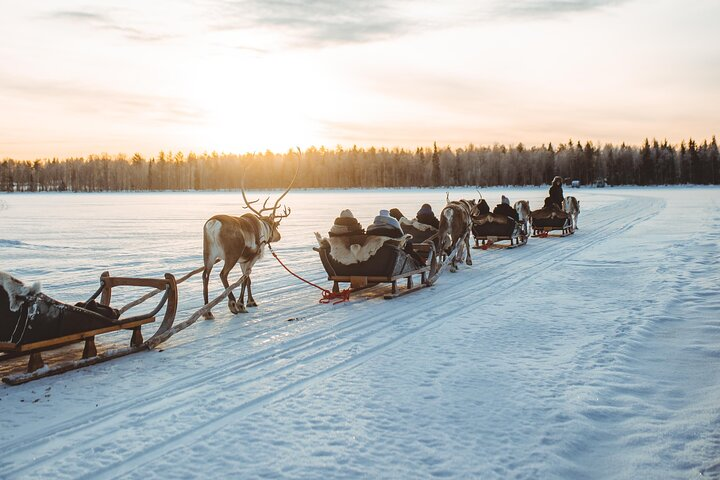 Experience the serene journey through snowy landscapes as reindeer lead the way to a cozy Lappish hut. Enjoy hot drinks light snacks and enriching tales of the reindeer herders.