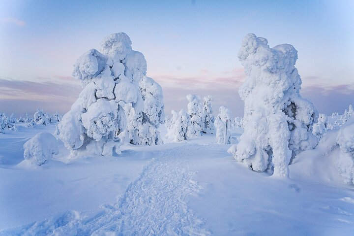 Discover the serene beauty of Riisitunturi National Park where snow-covered trees and peaceful trails invite you to immerse yourself in the Arctic wilderness like never before.