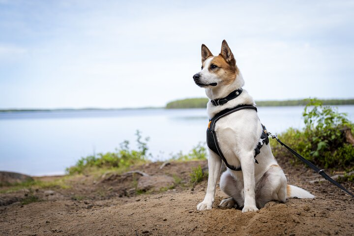 Explore the stunning landscapes of Lapland alongside friendly Lappish dogs. Experience the tranquility of lakes meadows and forests while trekking through this beautiful region. Adventure awaits!