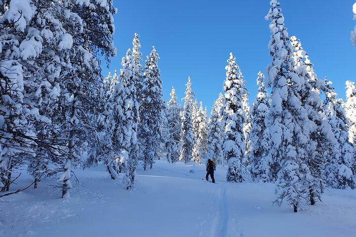 Guided Daytime Ski Adventure: Explore Private Trails by Rovaniemi - Photo 1 of 5
