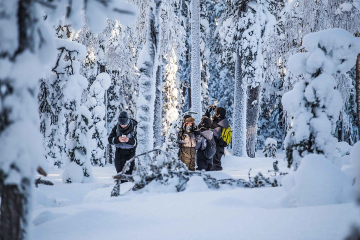 Experience the serene beauty of untouched Arctic landscapes while guided by a professional photographer. Capture the essence of Lapland's wilderness on this unforgettable half-day adventure.