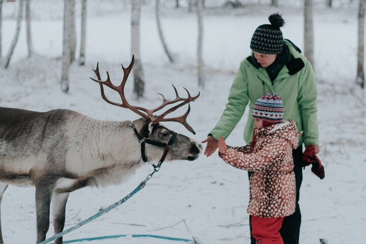 Family day: Reindeer, Husky and Snowmobiling in Levi - Photo 1 of 8