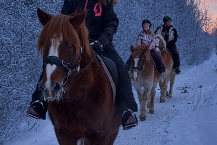 Late Night Ride with Finnhorses - Photo 1 of 7