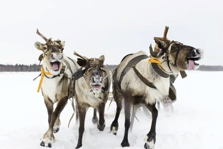 Ultimate Combo! Husky Safari & Reindeer Sleigh Ride - Photo 1 of 5