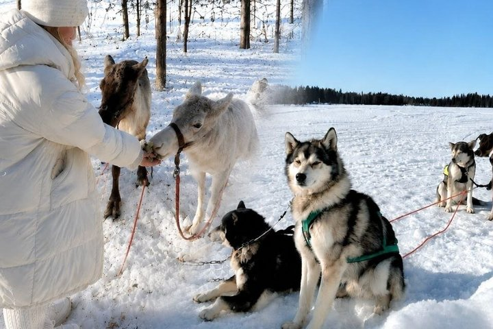 Ultimate Combo! Husky Safari & Reindeer Sleigh Ride - Photo 1 of 25