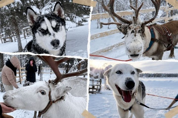 Ultimate Combo! Husky Safari & Reindeer Sleigh Ride - Photo 1 of 25