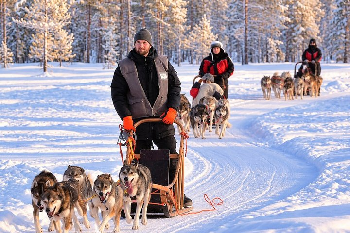Husky Safari from Levi 2 KM or 5 KM with Husky Sledge Ride - Photo 1 of 12
