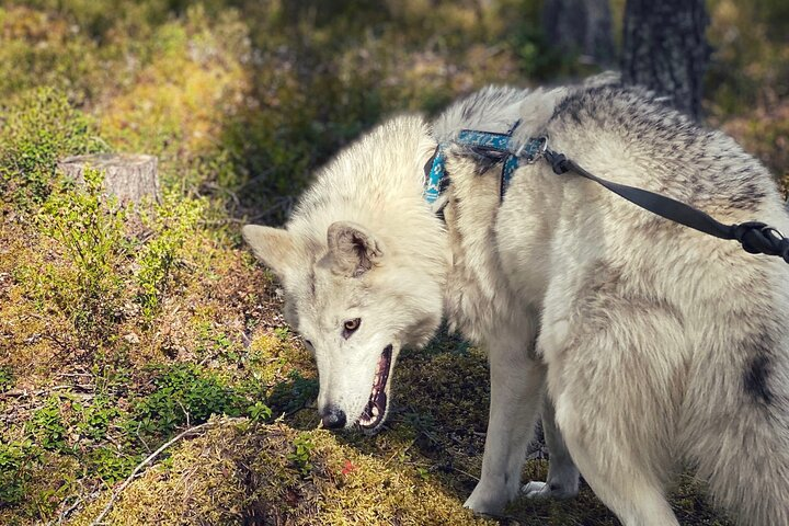 Into the Woods... - Private Tour - Photo 1 of 11