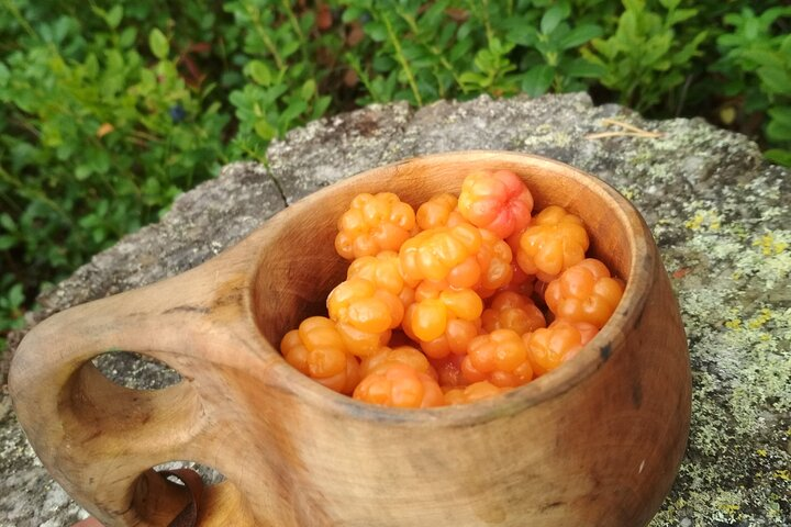 Explore the lush Finnish forests as you gather sweet cloudberries experiencing the rich flavors of Lapland's natural bounty during a memorable summer adventure.