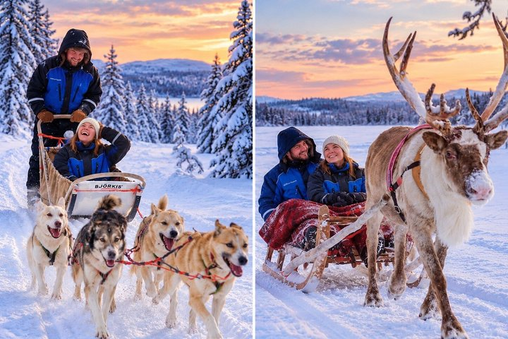 Lapland Reindeer and Husky Safari from Levi - Photo 1 of 13