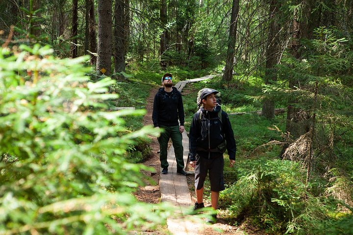 Magical Taiga Forest Hike with Lunch and Transportation - Photo 1 of 18