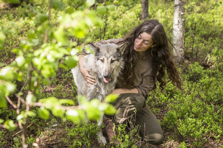 Experience a unique connection with Arctic Wolfdogs in their natural habitat learning about their behavior and significance while enjoying unforgettable moments in the serene forest surroundings.