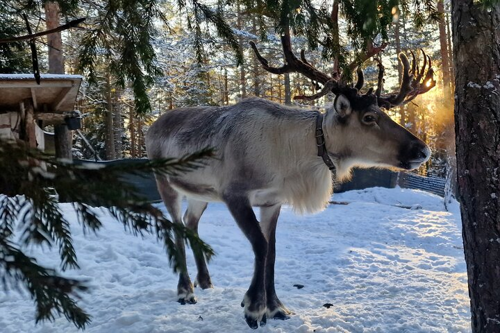 Reindeer Park Adventure - Photo 1 of 25