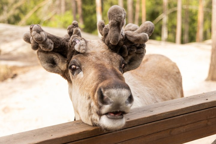 Northern Elegance: Private Reindeer Safari & Fireside Picnic***** - Photo 1 of 25