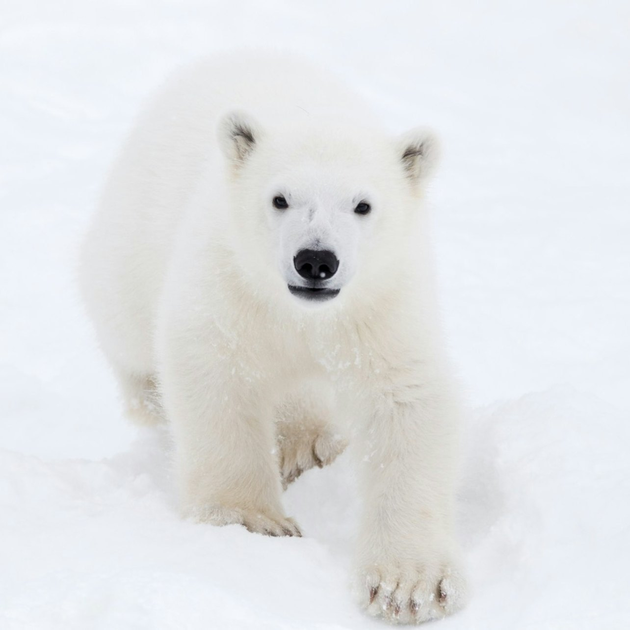 Ranua Wildlife Park: Guided Tour + Hotel Transfer - Photo 1 of 7