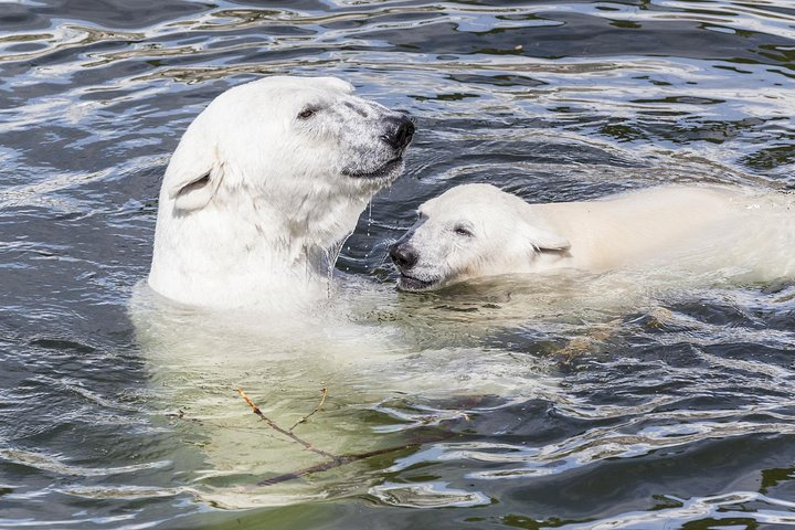 Encounter the charm of Arctic wildlife at Ranua Zoo where polar bears playfully glide through crystal-clear waters showcasing the unique beauty of their natural habitat.