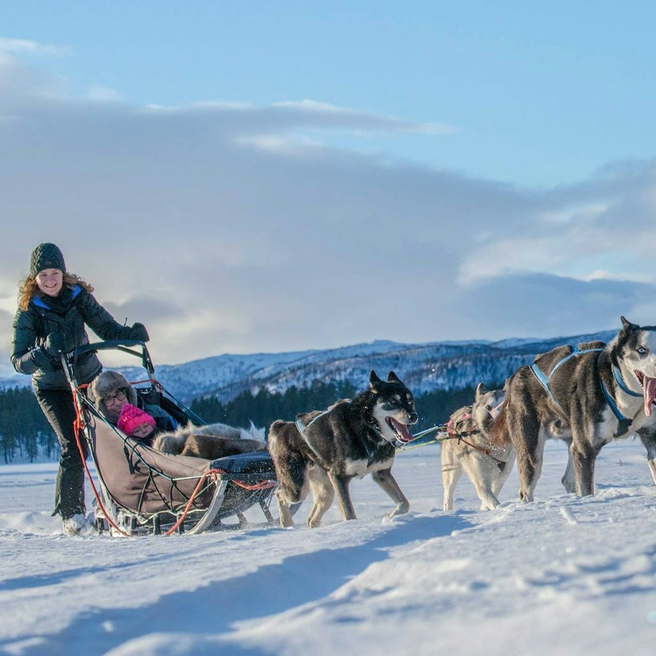 Gliding through snowy expanses the huskies pull their sleigh revealing the serene beauty of Lappish nature. A perfect blend of adventure and connection with these remarkable animals awaits.