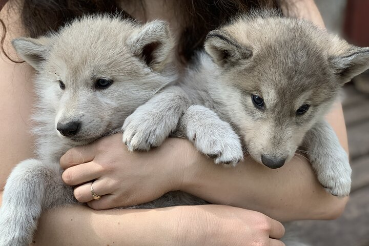 Discover the heartwarming charm of cuddly wolf pups a unique souvenir that embodies the connection between humans and the wild. An ideal memento from Rovaniemi’s enchanting landscape.