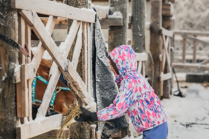Tour to Aurora Horses Farm with Charming Finnhorses - Photo 1 of 6