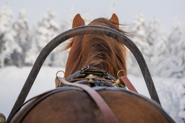Traditional Finnhorse Sleigh Ride at SCV (30 min) - Photo 1 of 6