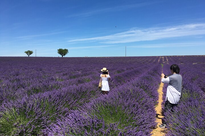 5-Hours Lavender Fields Tour in Valensole from Aix-en-Provence - Photo 1 of 6
