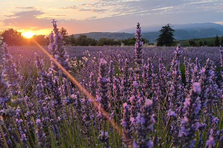 Sunset Lavender Tour - Photo 1 of 9