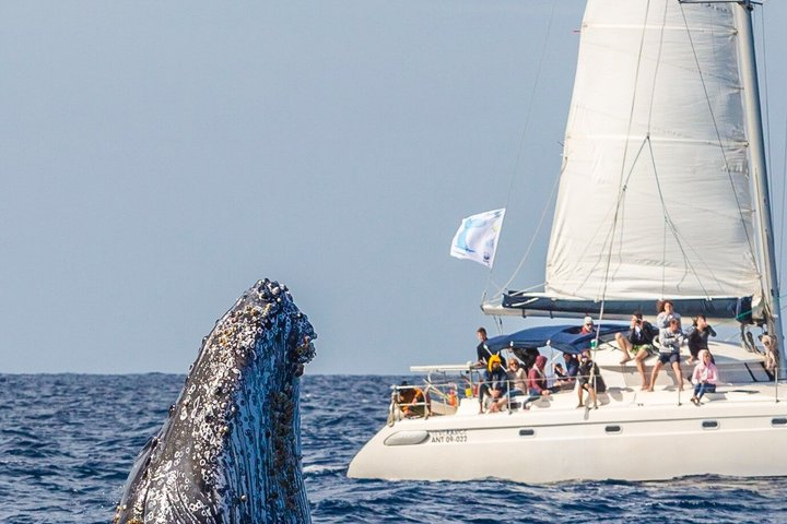 Whale Watching by sailing catamaran from Noumea - Photo 1 of 9