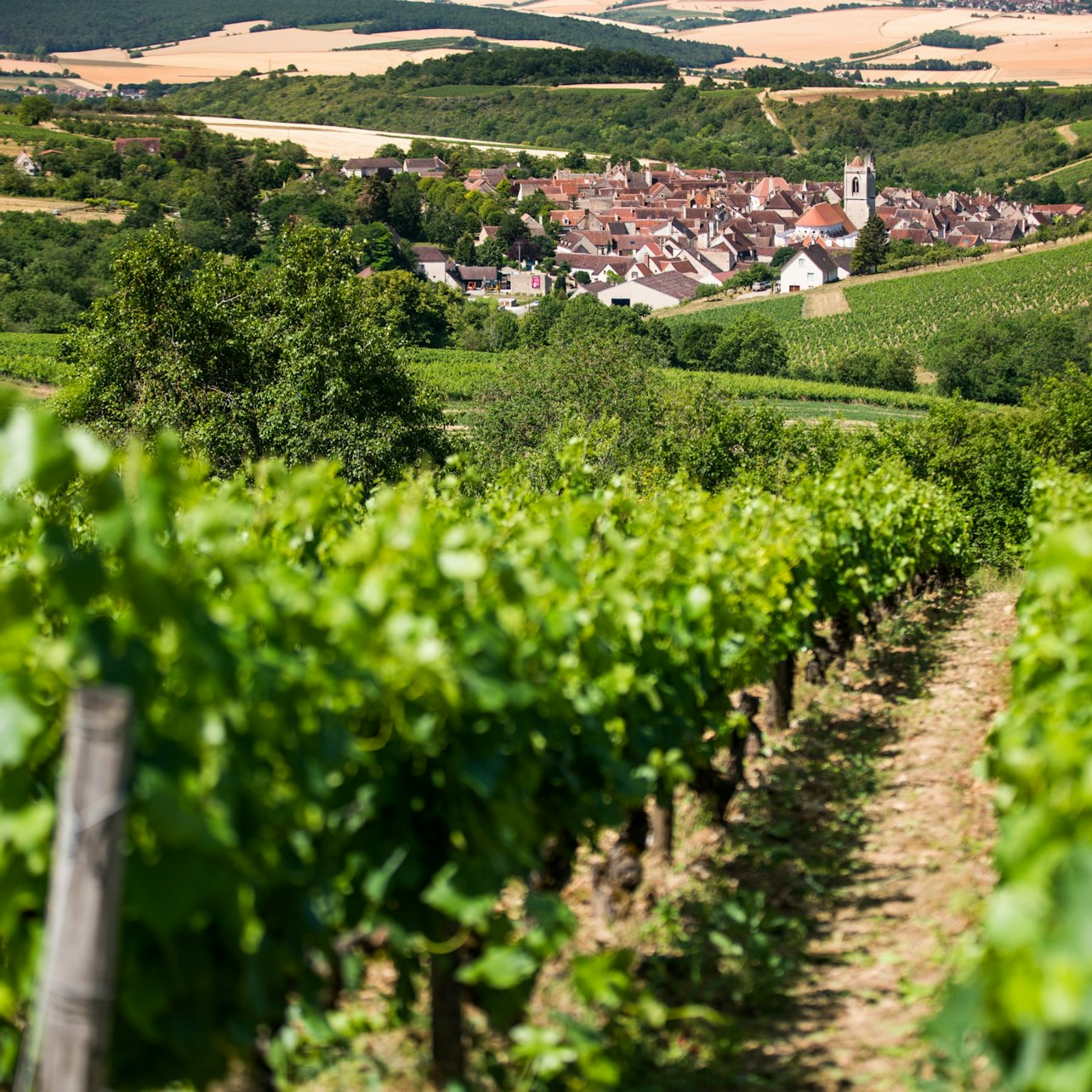 Experience the charm of Burgundy's vineyards where rolling hills cradle picturesque Chablis. Enjoy wine tastings local stories and a leisurely stroll through this beautiful countryside.