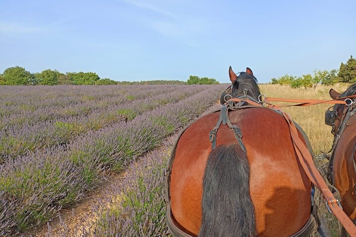 Carriage rides in the heart of the Luberon - Photo 1 of 16