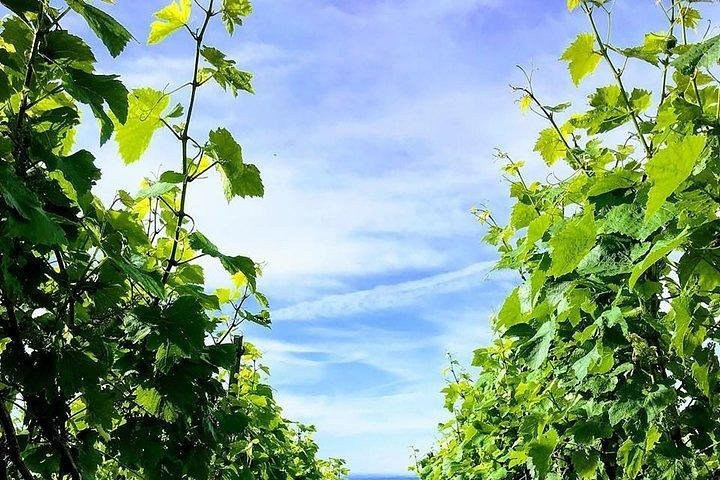 Champagne Lamiable: From the Vineyard to your own bottle full experience - Photo 1 of 8