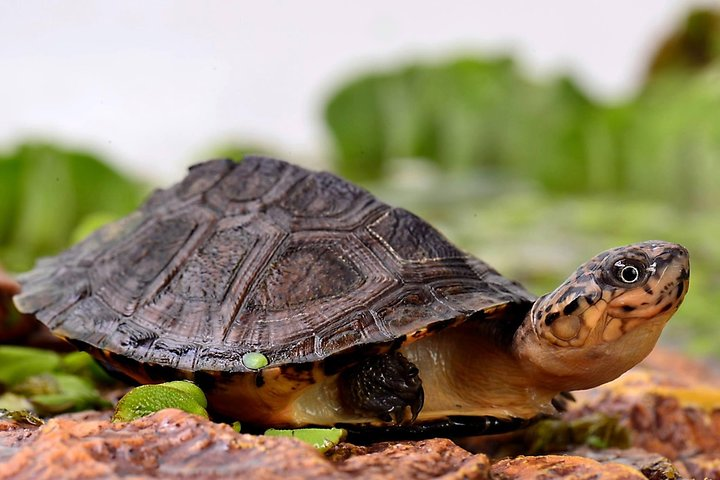 Corsica A Cupulatta Turtle Park Skip the Line Admission Ticket - Photo 1 of 6