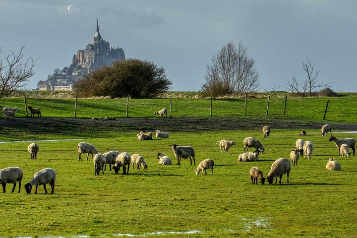 The sheep of Mont Saint Michel