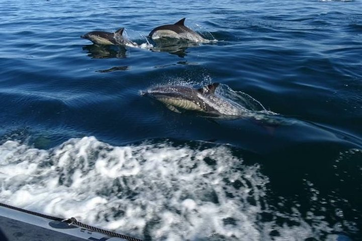 Depart Saint Raphaël: Meet the Dolphins - Photo 1 of 10