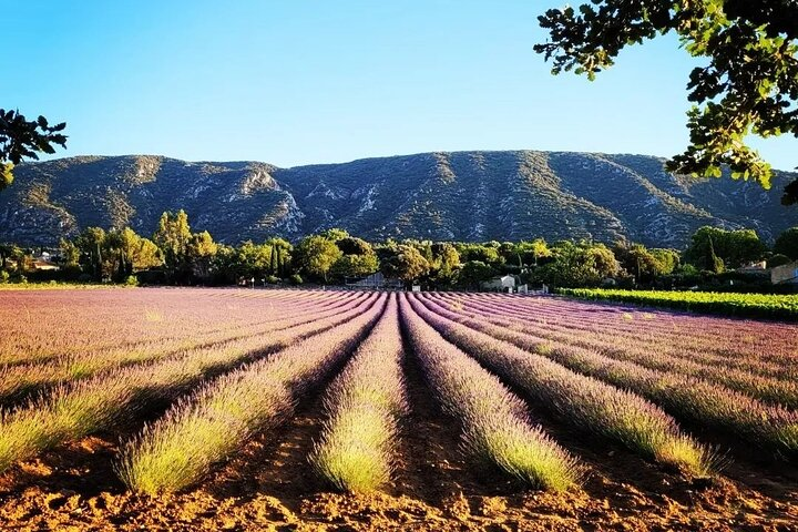Full day Lavender tour from Avignon - Photo 1 of 4