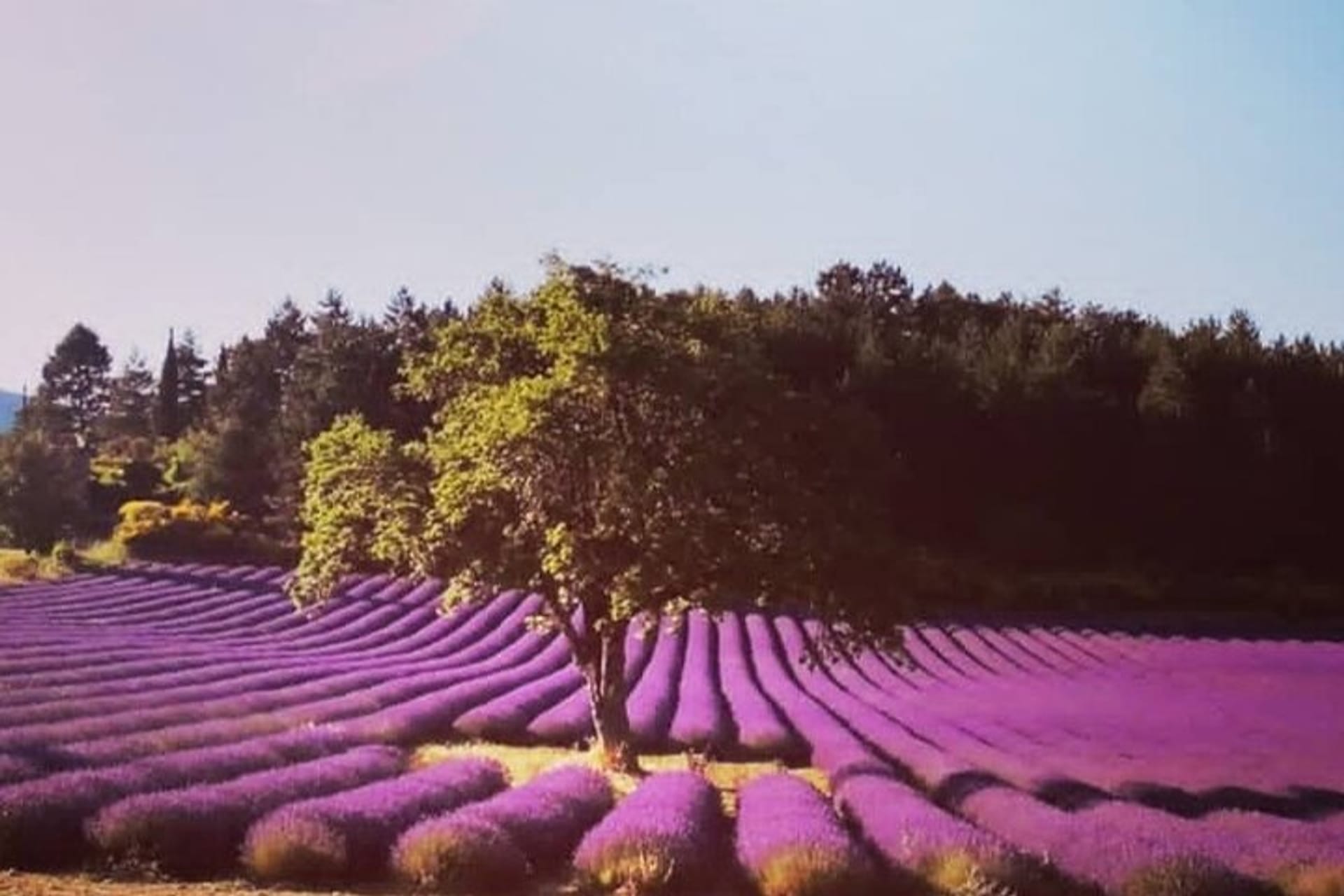 Full day Lavender tour from Avignon in Avignon | Pelago