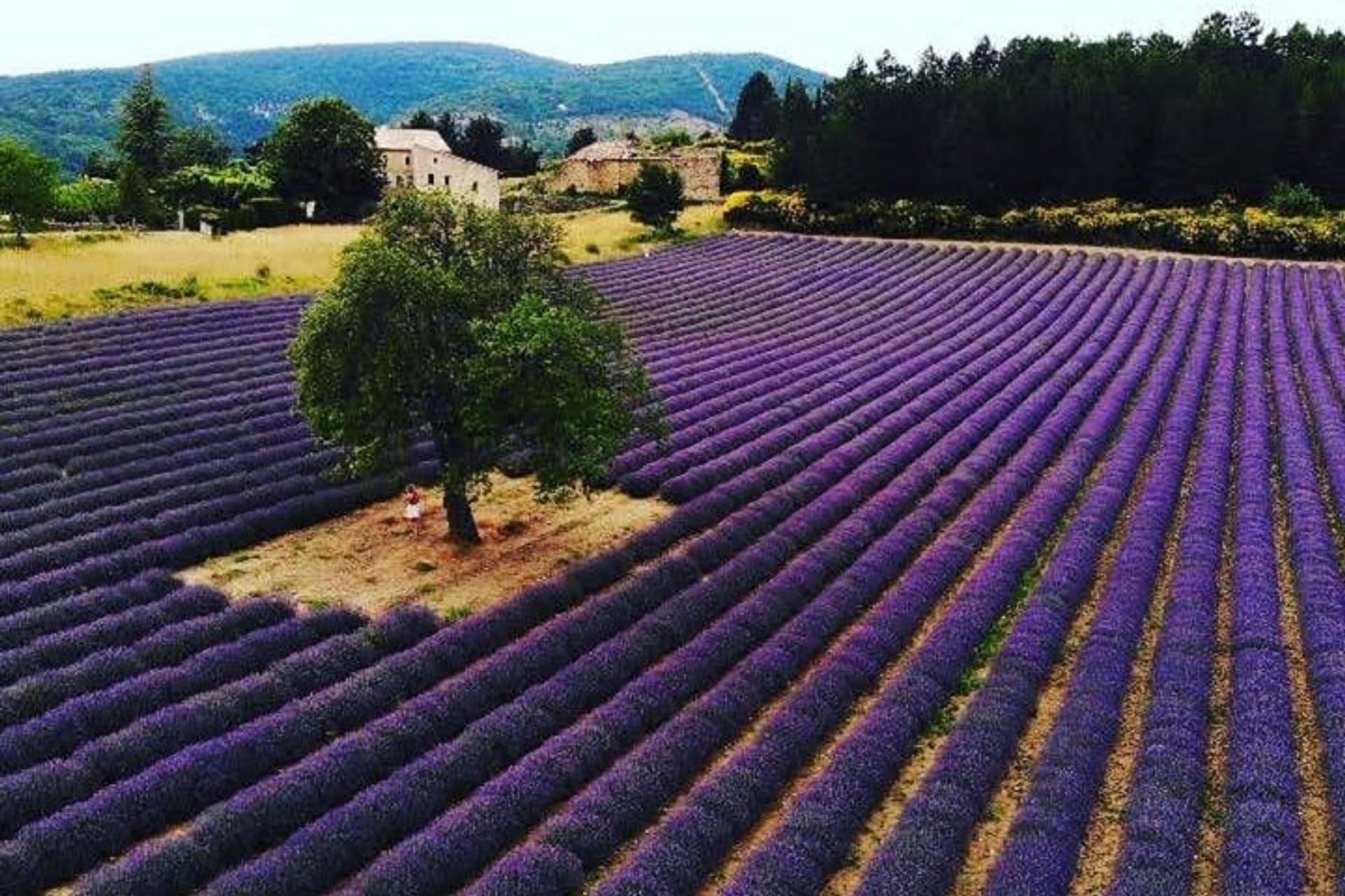 Full day Lavender tour from Avignon in Avignon | Pelago