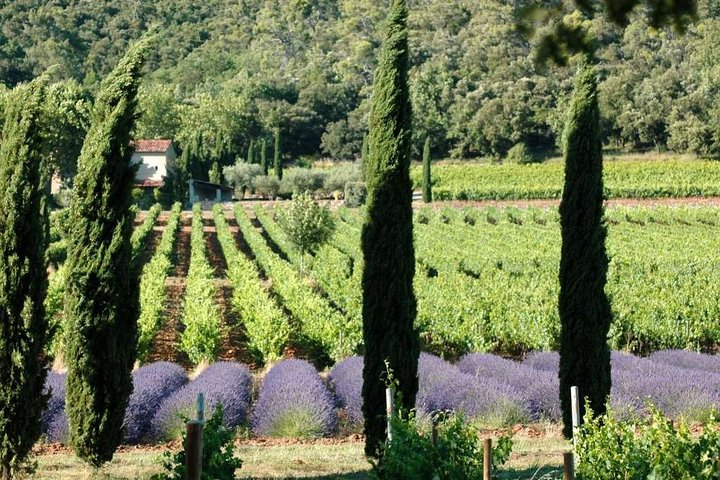 Wine Tour in Luberon from Marseille