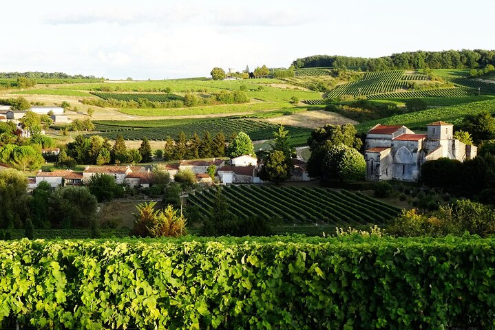 Pretty landscape of hills covered with vines in the Cognac vineyard