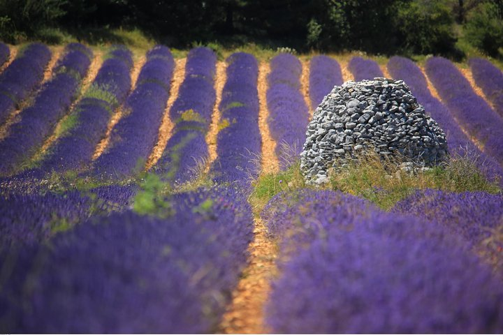 Half Day Lavender Road in Sault from Avignon - Photo 1 of 7